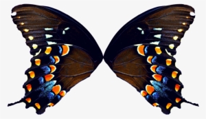 Butterfly Wings Png - Butterfly Wings