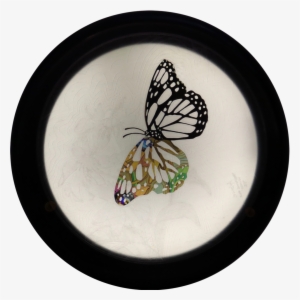 Spreading Your Wings - Monarch Butterfly