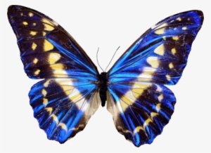 Бабочка Png Transparent Clipart Picture Image Free - Draw A Realistic Butterfly
