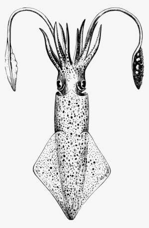 Loligo Vulgaris - Loligo Drawing