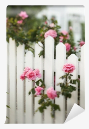 Rose Bush Growing Over White Picket Fence - Three Down The Aisle