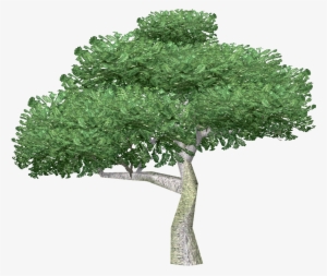 Desert Ironwood - Free Image Of Tree