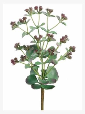 11" Desert Butterfly Plant X3 Green Mauve