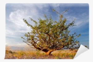 Desert Plant And Sky, Namibia, Southern Africa Wall - Am By Michele Cushatt