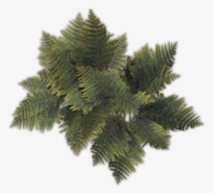 43 188k Fern01 C - Pond Pine