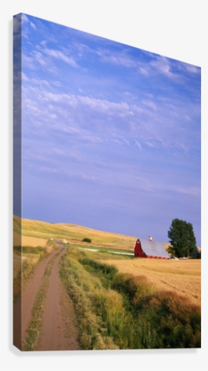 Dirt Road Through Wheat Field Canvas Print