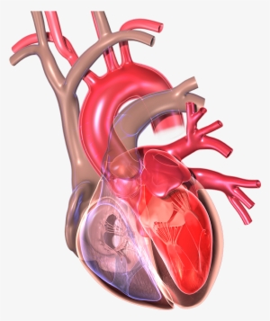 Tips On Heart Health, Heart Care And Diet - Myocardial Infarction
