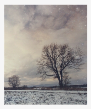 Lonely Tree In A Field Of Snow In December Poster - Trends Poster Clip Accessory