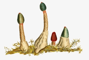 Hand Painted Ground Flower Buds Transparent Plant Vector - Illustration