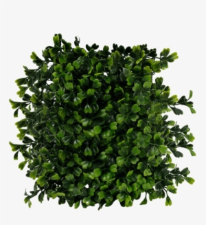 Free Png Bush Png Images Transparent - Bush Top View Png