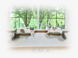 Half Moon Cat Wall Shelf - Shelf