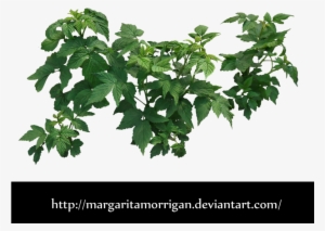 Raspberry Bush By Margaritamorrigan By Margarita-morrigan - Bush Leaves Png