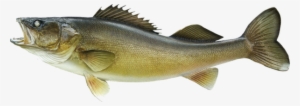 Walleye - Walleye And Trout