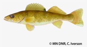 Walleye - Minnesota Walleye