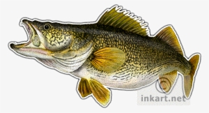 Walleye Decal - Artwork Of Walleye Fish