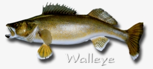 Walleye Square Sticker 3" X 3"