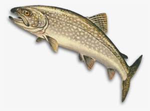 Hunting And Fishing In Manitoba - Lake Trout In Michigan