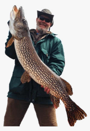 Walleye Northern Pike - Catching Fish Png
