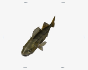 Walleye Top 004c - Yellow Belly Bullhead