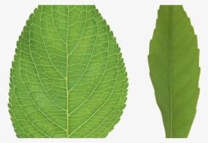 Bitten Apple Wallpaper Digital Art Wallpapers 3d Wallpapers - Leaf