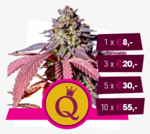 Purple Queen - Royal Queen Seeds Purple Queen