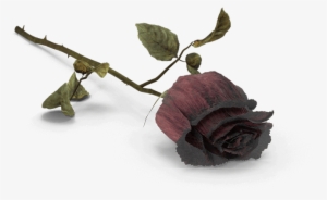 Lancaster Wrongful Attorneys Pa - Death Png