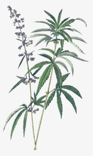 Industrial Hemp Leaves & Flowers
