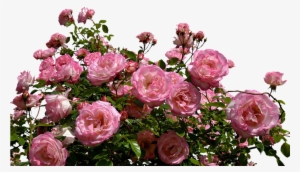 We Instantly Consider A Broken Relationship And We - Pink Rose Bush Transparent