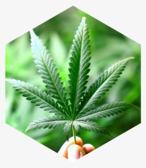 Why Would Hemp Be Grown For Cannabidiol (cbd) - Real Cannabis Leaf