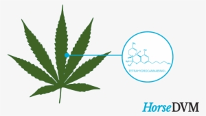 Hemp - Love Cannabis