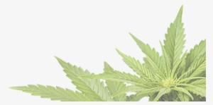 Call Or Email For Pricing 970 541 0448 Sales@treefreehemp - Cannabis Png