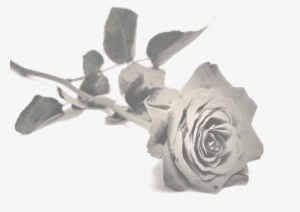 How To Help Others Through The Grief - Rose With Stem And Thorns
