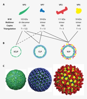 Assembly Of Blue Tongue Virus Like Particles