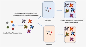 Luminex Optically Encodes - Diagram