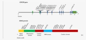 Cat Eye Syndrome Chromosome Region 1 Gene And Adenosine - Cecr1