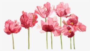 Profile Cover Photo - Tulip Watercolor