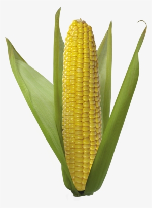 Corn Png Image