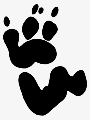 Drawing Footprints Realistic - Koala Bear Koala Footprint