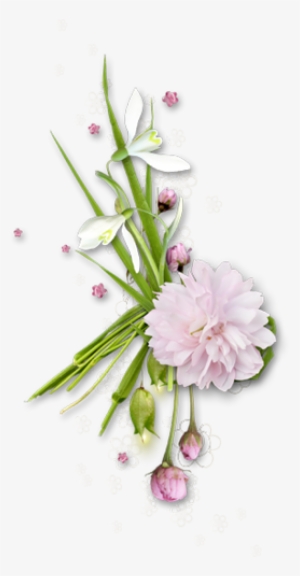 Pink Plant, Pink Backgrounds, Picture Frames, Flowers, - Flower