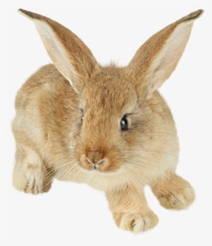 Rabbit Png