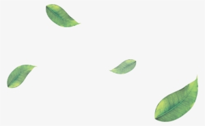 Green Tea Leaves Png Image Library Library - Floating Leaves Png Transparent