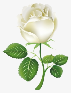 White Roses Png Image - White Rose Png
