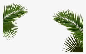 Party - Laugh - - Palm Leaf Black & White Ii Metal Print By Orara