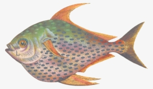 Coral Reef Fish Grouper Seafood Coral Trout - Clip Art