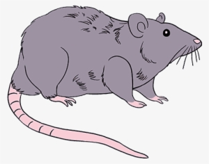How To Draw A Rat - Drawing