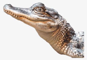Alligator Png Transparent Image - Alligator Png