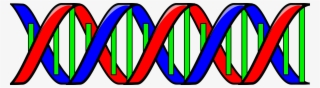 Transparent Dna Red Blue Banner Black And White Download - Dna Double Helix Clip Art