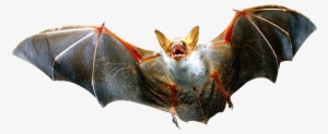 Transparent Background Bats Png