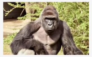 Raindrop Drop Top Memes Harambe