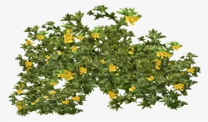 Tree Bush Png Image - Creosote Bush